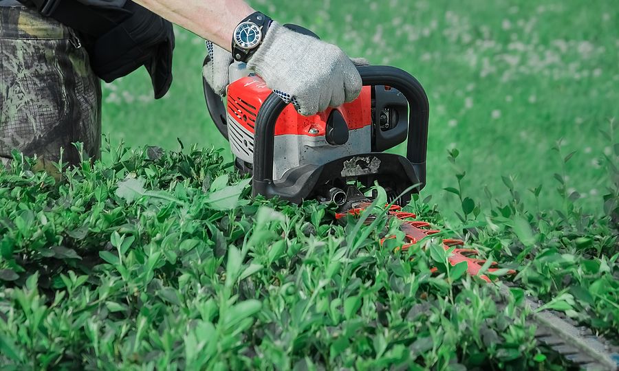 Man In White Work Gloves Trims The Hedges With An Electric Hedge