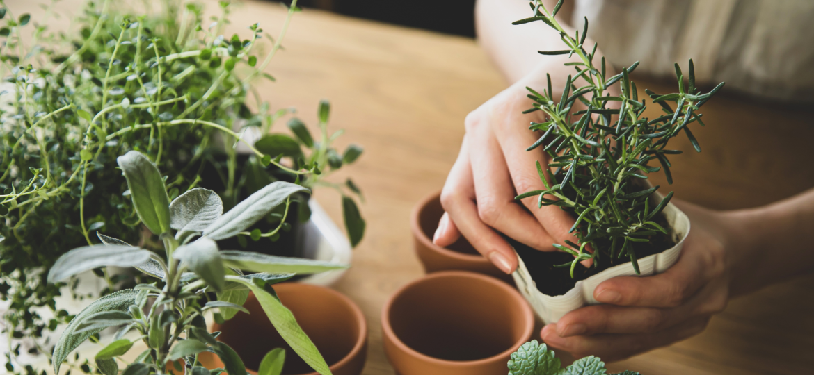 Indoor Garden